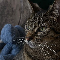 Photo of Zayvar  (Tabby)
