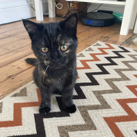 Photo of Nova (British Shorthair)