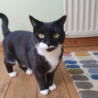 Photo of Nelly (British Shorthair)