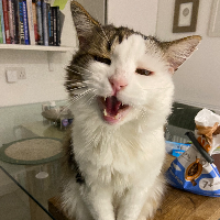 Photo of Skips (Moggy)