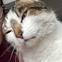 Photo of Gix (Other)