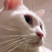 Photo of Tapioca (Other)