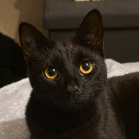 Photo of Luca (Moggy)