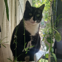 Photo of Chilli (Moggy)