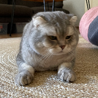 Photo of Rolex (British Shorthair)