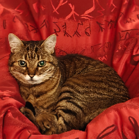 Photo of Féline  (Tabby)