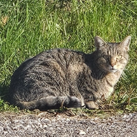 Photo of Sky (Tabby)