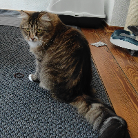 Photo of Frodo (Moggy)