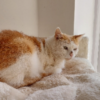 Photo of Reuben  (Moggy)