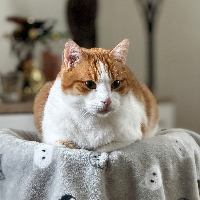 Photo of Manu (Moggy)