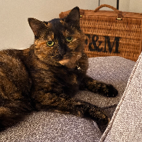 Photo of Poppy (Other)