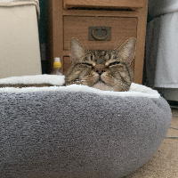 Photo of Amber (Tabby)