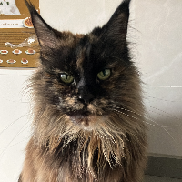 Photo of Edith (Maine Coon)