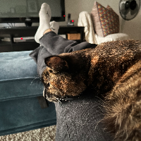 Photo of Pepi (British Shorthair)