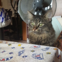 Photo of Skye (Tabby)