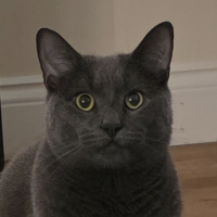 Photo of Ash (Moggy)