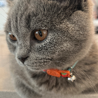 Photo of Mary (British Shorthair)