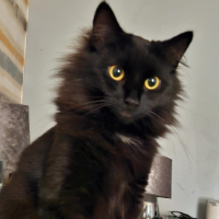 Photo of Gizmo  (Bengal)