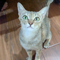 Photo of Phoenix (Vietnam) (Moggy)