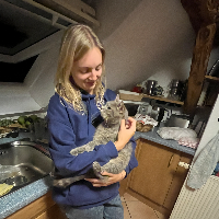 Photo of Jack (British Shorthair)