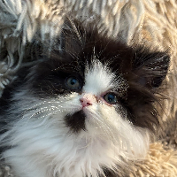 Photo of Milo (Persian)