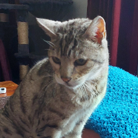 Photo of Jimmy  (Bengal)