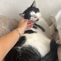 Photo of Toby (Other)