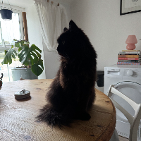 Photo of Luna (Ragdoll)