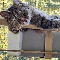 Photo of Gretta (Tabby)