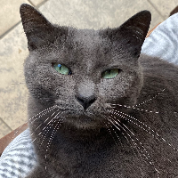 Photo of Luna  (Other)