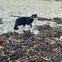 Photo of Tills (British Shorthair)