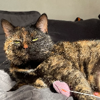 Photo of Luna (Other)