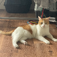 Photo of Yoko (Other)