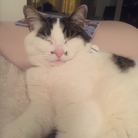 Photo of Bella (British Shorthair)