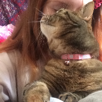 Photo of Nala (Tabby)