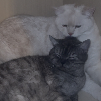 Photo of Dua und Jimmy (British Shorthair)