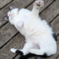 Photo of Spotsy (Moggy)