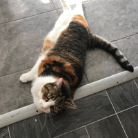 Photo of Smokey (None)