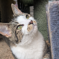 Photo of Kumi (Moggy)