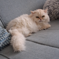 Photo of Luke (Other)