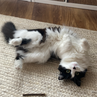 Photo of Rosie (British Shorthair)