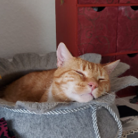 Photo of Larry (Other)