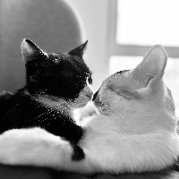 Photo of Iva und Ciri (Moggy)