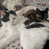 Photo of Angus & Zelda (Moggy)