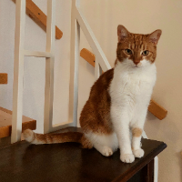 Photo of Cooper (Other)