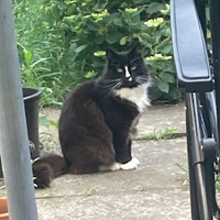 Photo of Oliver (British Shorthair)