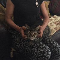 Photo of Sinatra  (Bengal)