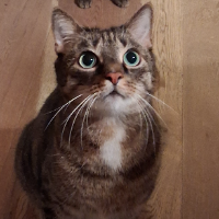 Photo of ..und LINK ♥ (Tabby)