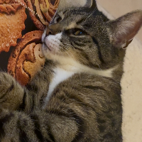 Photo of Grace (Tabby)