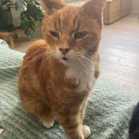Photo of Bumbury (British Shorthair)